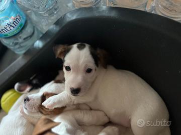 Jack russel di razza