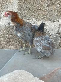 Galline