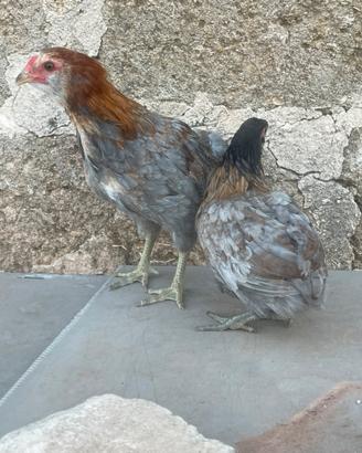 Galline