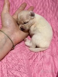 Chihuahua Pedigree