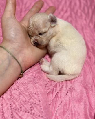 Chihuahua Pedigree