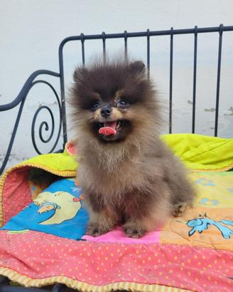 Maschietto volpino Pomerania