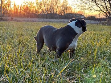 American Pitbull terrier