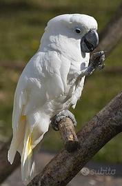 Baby Cacatua