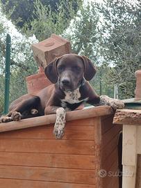 Artù