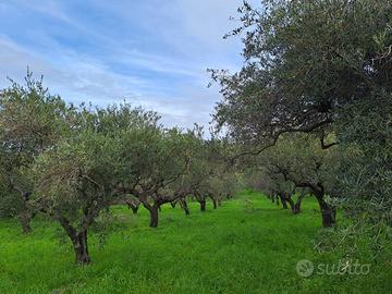Terreno agricolo, oliveto, Furnari (ME)