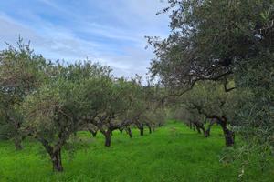 Terreno agricolo, oliveto, Furnari (ME)