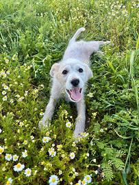 Dolce Lollo in adozione