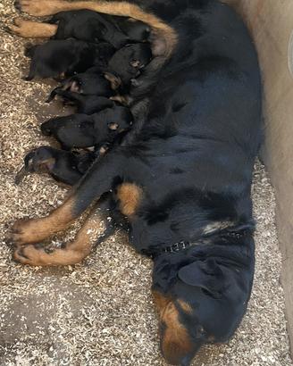Rottweiler