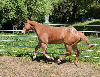 Cavallo