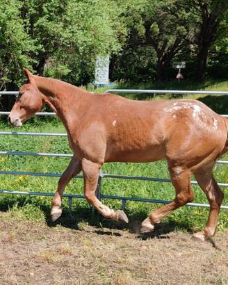 Cavallo