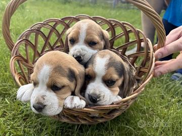 Graziosi cuccioli di Beagle