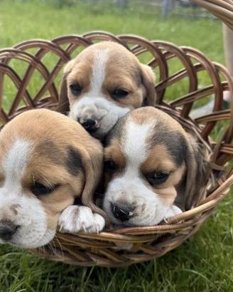 Graziosi cuccioli di Beagle