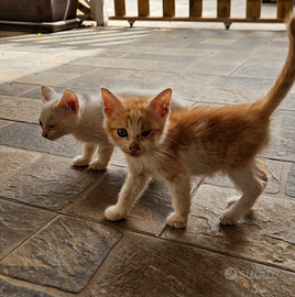 Cuccioli di gattini