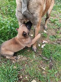 Pastore Belga Malinois Bari Cuccioli con pedigree
