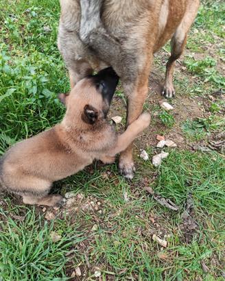 Pastore Belga Malinois Bari Cuccioli con pedigree