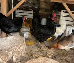 Australorp