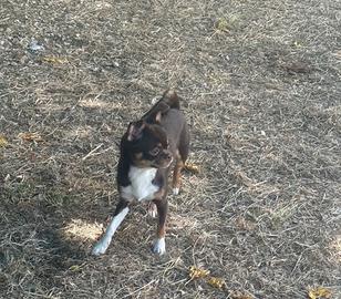 Chihuahua adozione