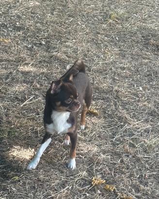 Chihuahua adozione