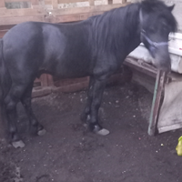 Pony