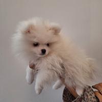 Volpino spitz tedesco nano