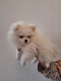 Volpino spitz tedesco nano