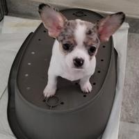 Cuccioli di chiwawa