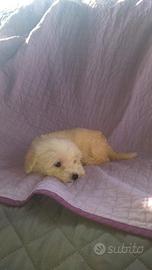 Maltipoo cucciola