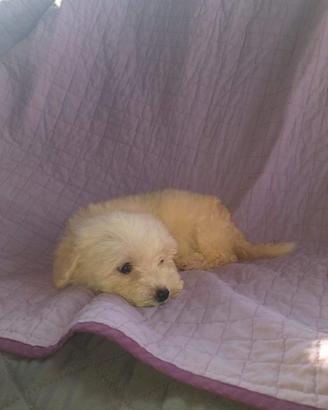 Maltipoo cucciola
