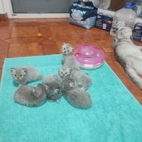 Gattini fold e stright