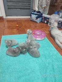 Gattini fold e stright