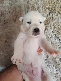 Husky