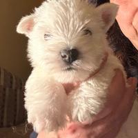 West hingland white terrier
