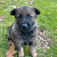 Cuccioli di Pastore Tedesco