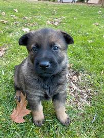 Cuccioli di Pastore Tedesco