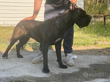 Accoppiamento Cane Corso
