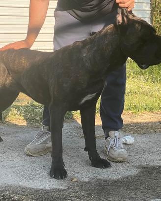 Accoppiamento Cane Corso