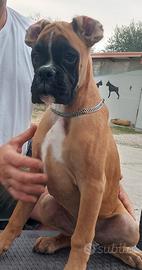 Cuccioli boxer