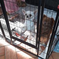 Chihuahua maschio da amare