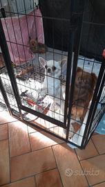 Chihuahua maschio da amare