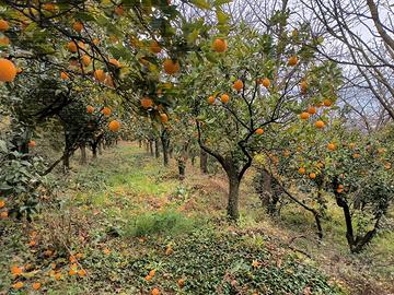 Terreno con frutteto