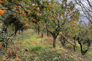 Terreno con frutteto