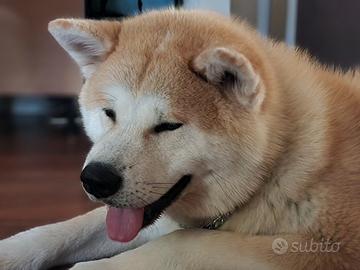 Cucciolone Akita giapponese