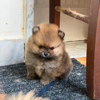 Spitz di pomerania mini toy
