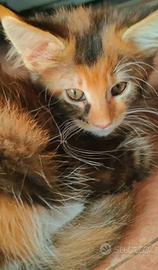 Ultima cucciola Maine Coon TORTY