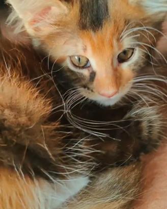 Ultima cucciola Maine Coon TORTY