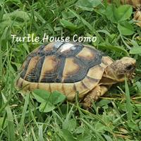 Tartarughe Testudo Marginata