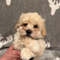 Cuccioli di maltipoo maschi femmine