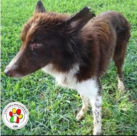 Maschio mix border collie