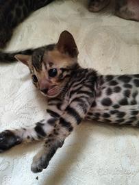 Gatti bengala